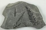 Pennsylvanian Fossil Flora (Neuropteris and Lepidodendron) Plate #201657-1